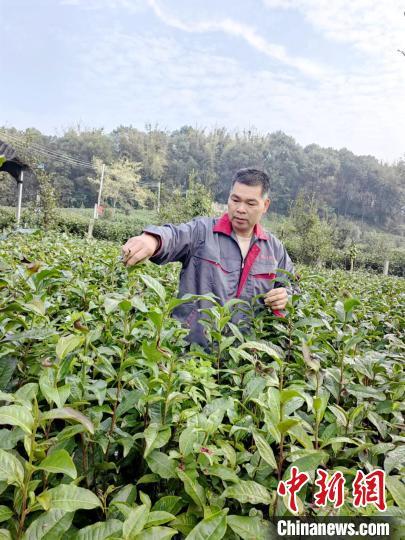 广东英德致富带头人李明山：带领全村种茶致富成就美丽家园