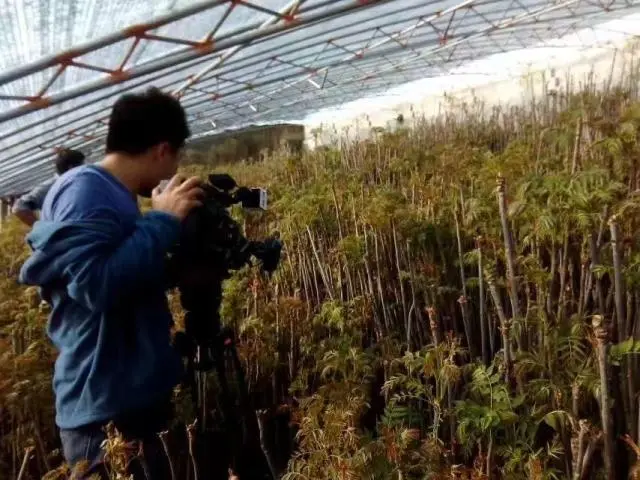 香椿芽加工设备_致富经香椿芽加工_香椿芽深加工技术