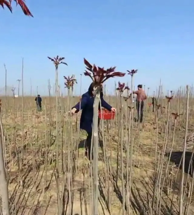 香椿芽深加工技术_香椿芽加工设备_致富经香椿芽加工