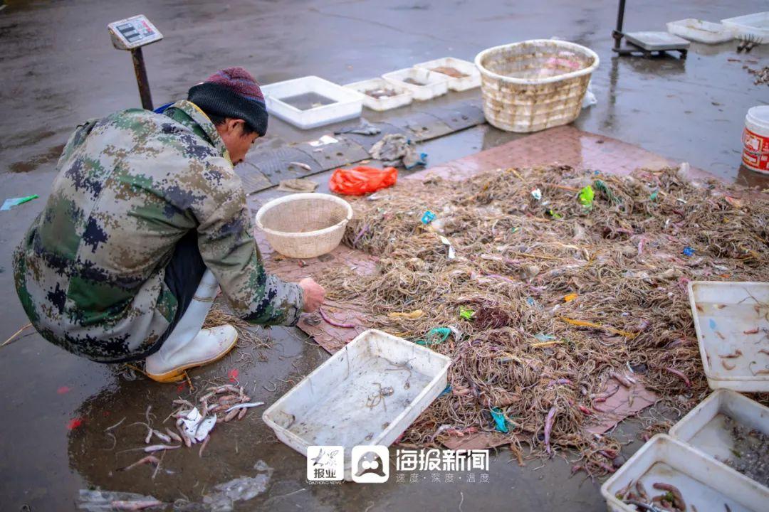 海龙出水、群“龙”聚首！一天捕6000斤！日照渔民把它当饲料卖……