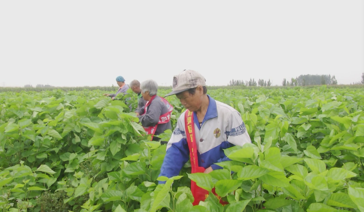 致富经种桑叶_桑叶种植技术视频_桑叶种植