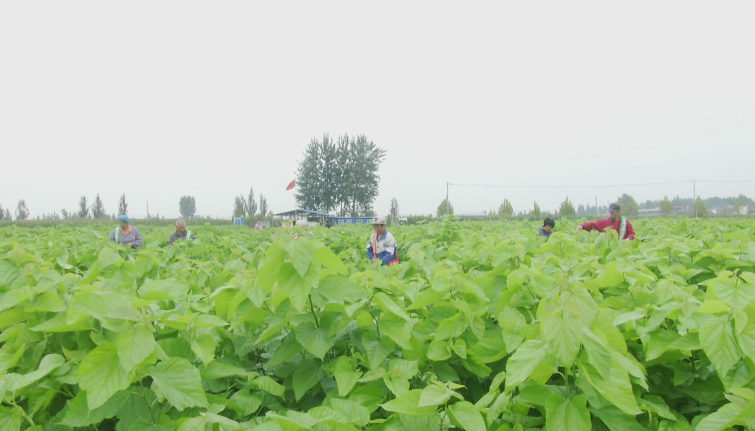 致富经种桑叶_桑叶种植技术视频_桑叶种植