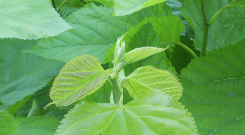 致富经种桑叶_桑叶种植技术视频_桑叶种植