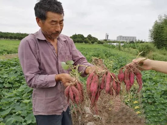 种植红薯致富视频_致富经种植红薯视频_农广天地红薯种植技术视频