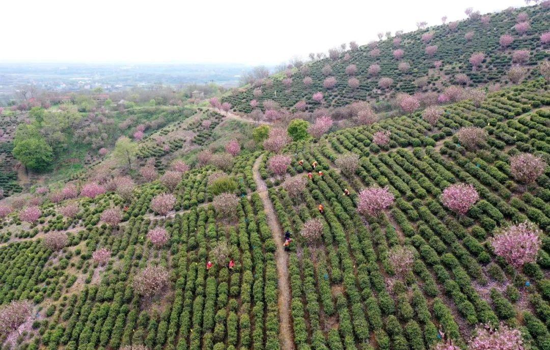 安徽巢湖：最大黄金芽茶园开园