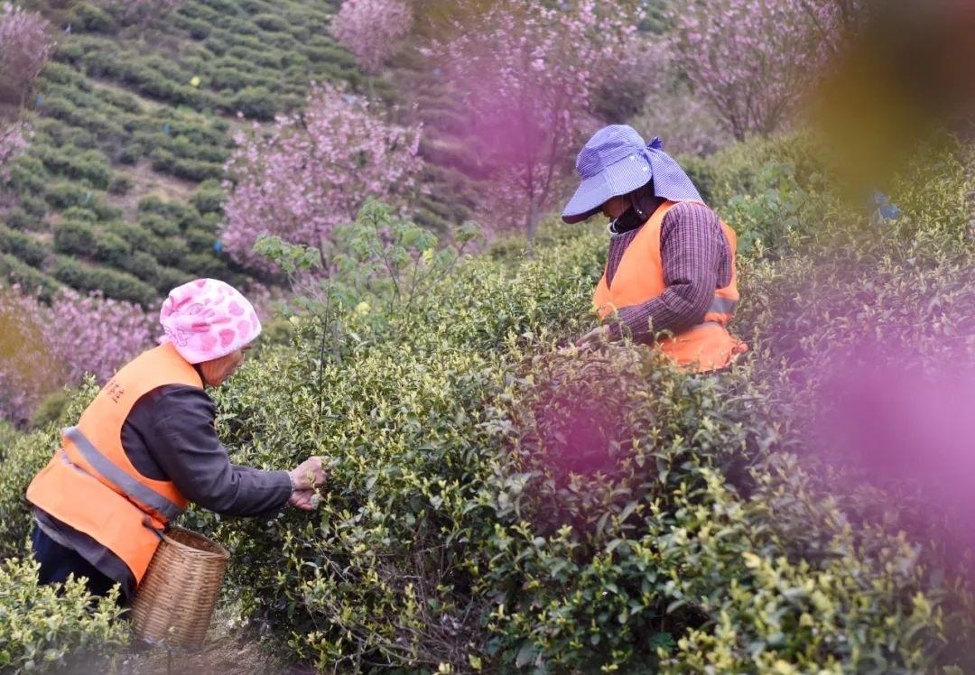 茶园种植致富树_致富种植茶园树的意义_种茶园的条件