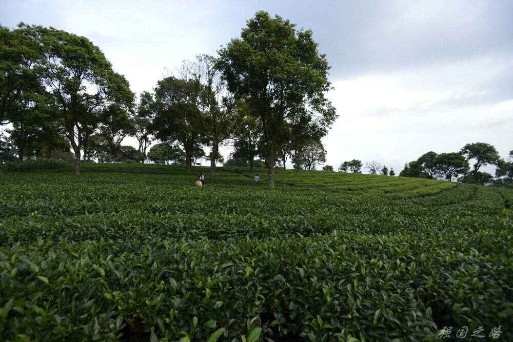 茶园种植致富树_致富种植茶园树的意义_茶园种植技术