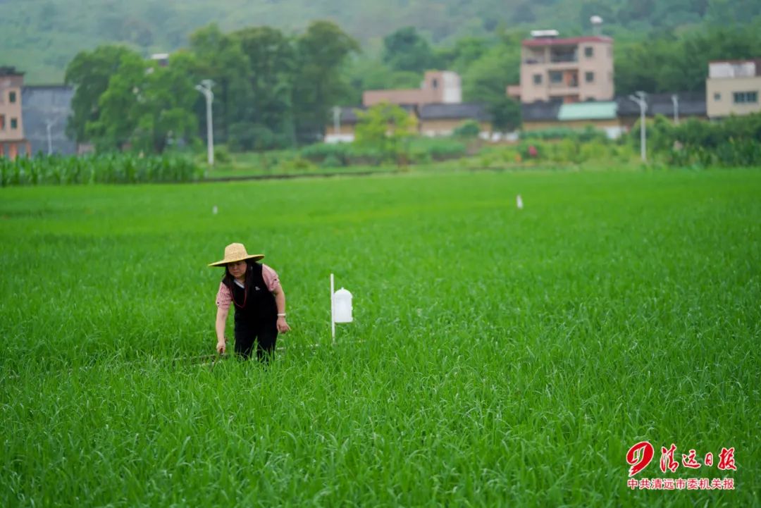 致富麻竹种植方法_致富麻竹种植条件_种植麻竹致富