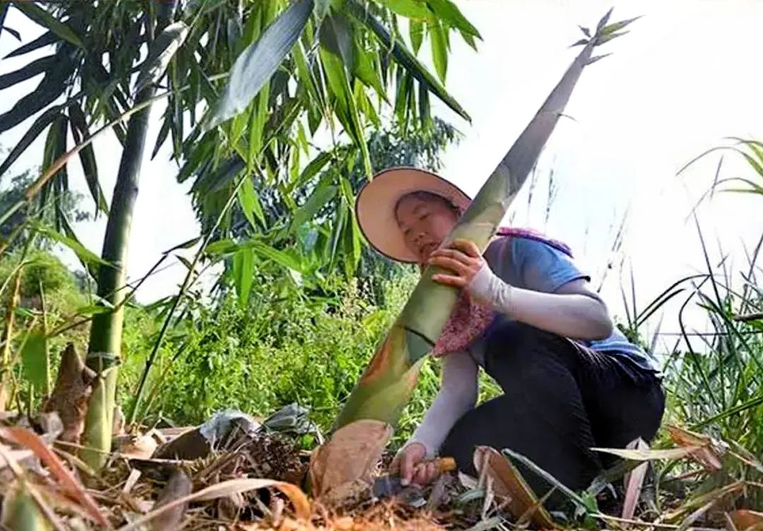 致富麻竹种植条件_种植麻竹致富_致富麻竹种植方法