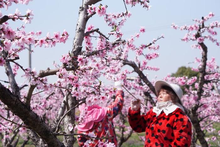 中国水蜜桃之乡的桃花“致富经”