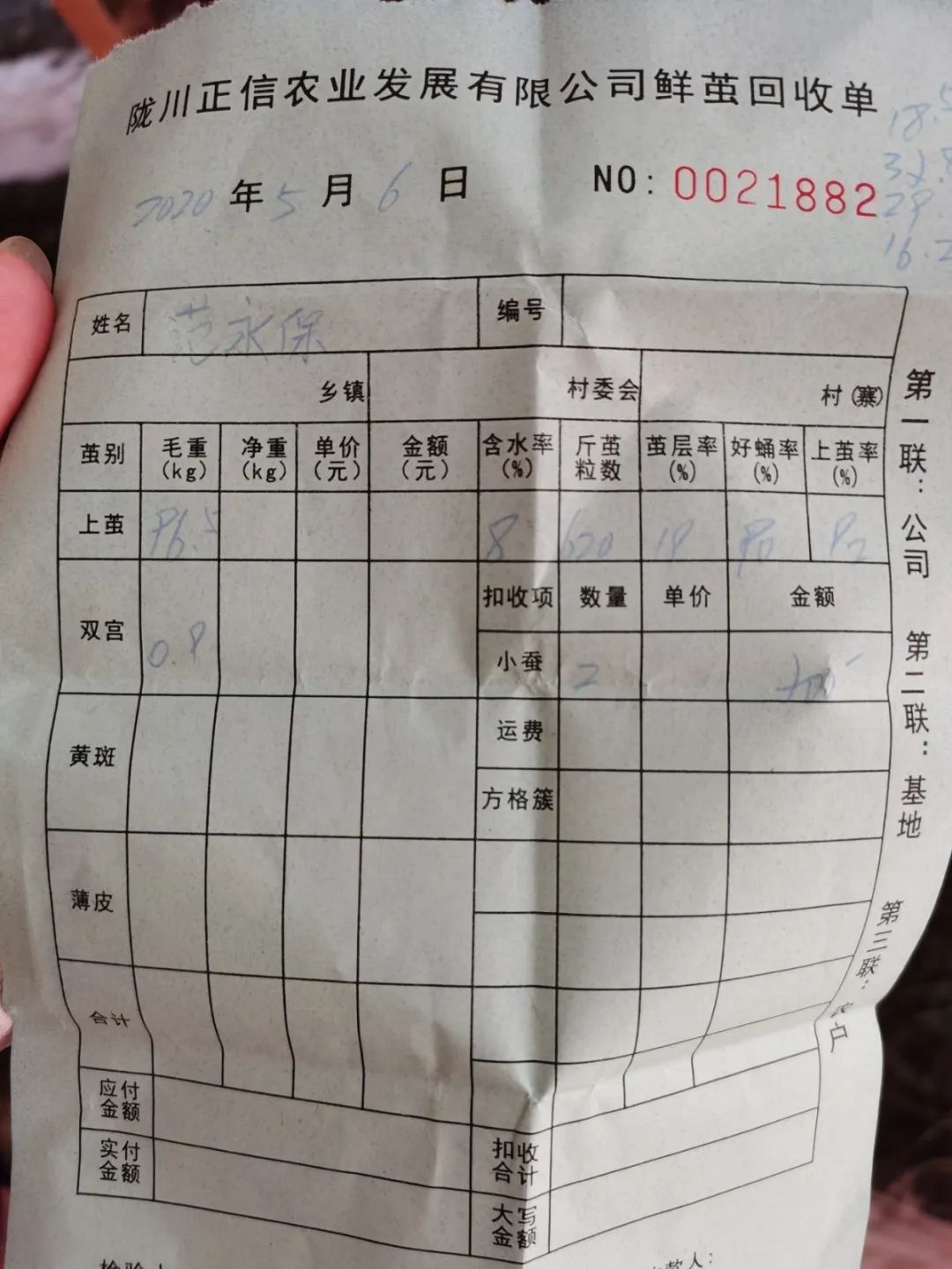 种植桑叶整套技术与视频_种桑叶赚钱吗_致富经种桑叶