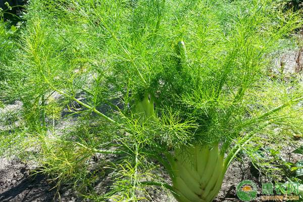 农村种植蔬菜赚钱吗？这五种特种蔬菜可以考虑！