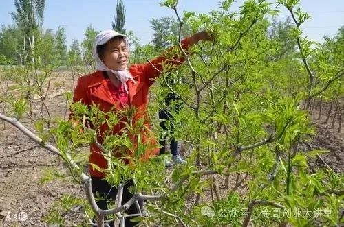 懒人”种植项目，种下去可持续收入30年，亩产约3000斤