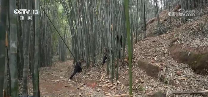 致富麻竹种植条件_种植麻竹致富_麻竹种植前景