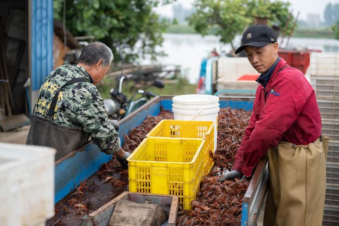 致富经龙虾养殖技术视频_农业致富网养殖龙虾_致富经小龙虾养殖