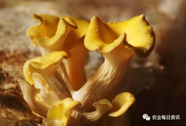 致富种植创业项目_致富种植业_如何种植致富