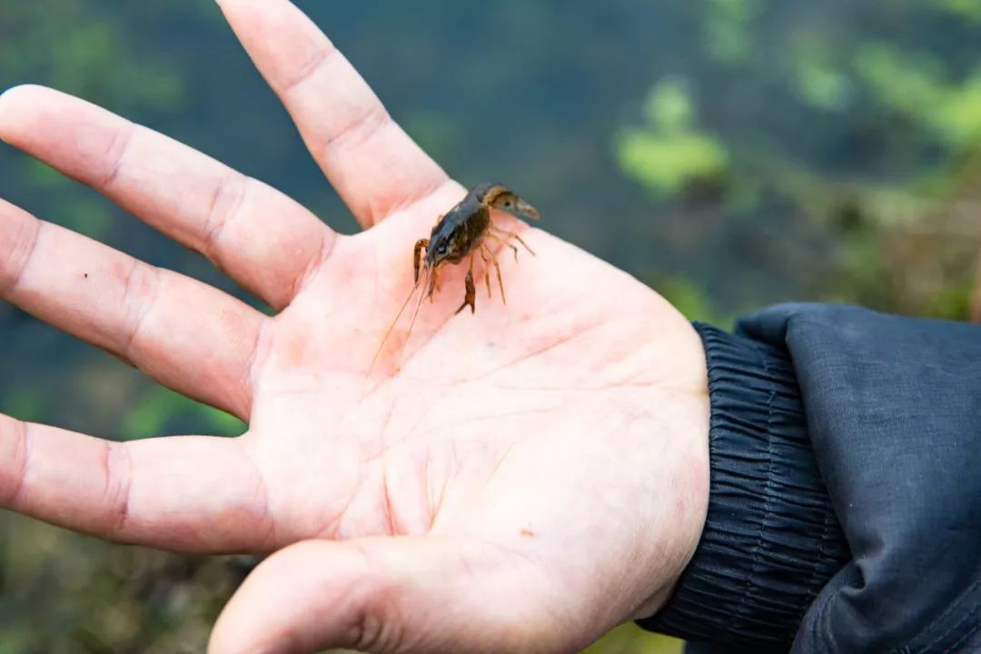 农业致富网养殖龙虾_致富经龙虾养殖_致富经龙虾养殖技术视频