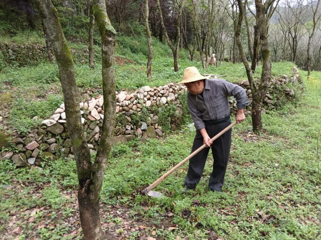 紫檀种植技术_紫檀种植致富_紫檀养殖