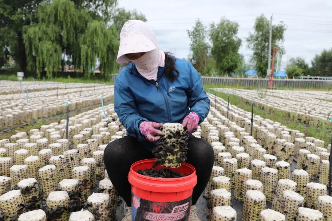 致富木耳种植项目怎么样_木耳种植利润怎么样_种植木耳致富项目