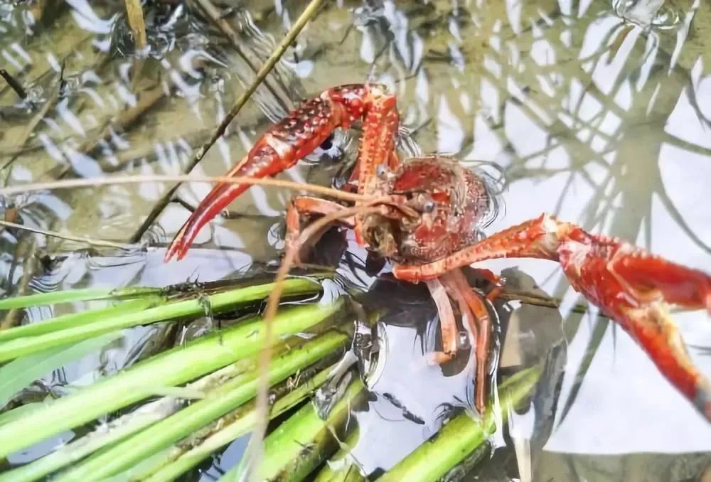 致富经龙虾养殖_农业致富网养殖龙虾_致富经龙虾养殖技术视频