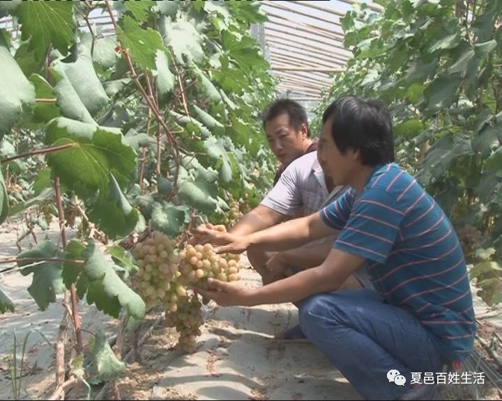 特色葡萄种植致富_致富种植葡萄特色是什么_种植葡萄效益怎么样