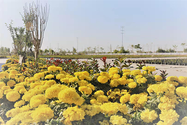 江苏徐州种植什么_徐州种植致富项目_徐州种植业