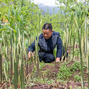 养殖跑地鸡走上致富路_养鸡致富经_养走地鸡利润