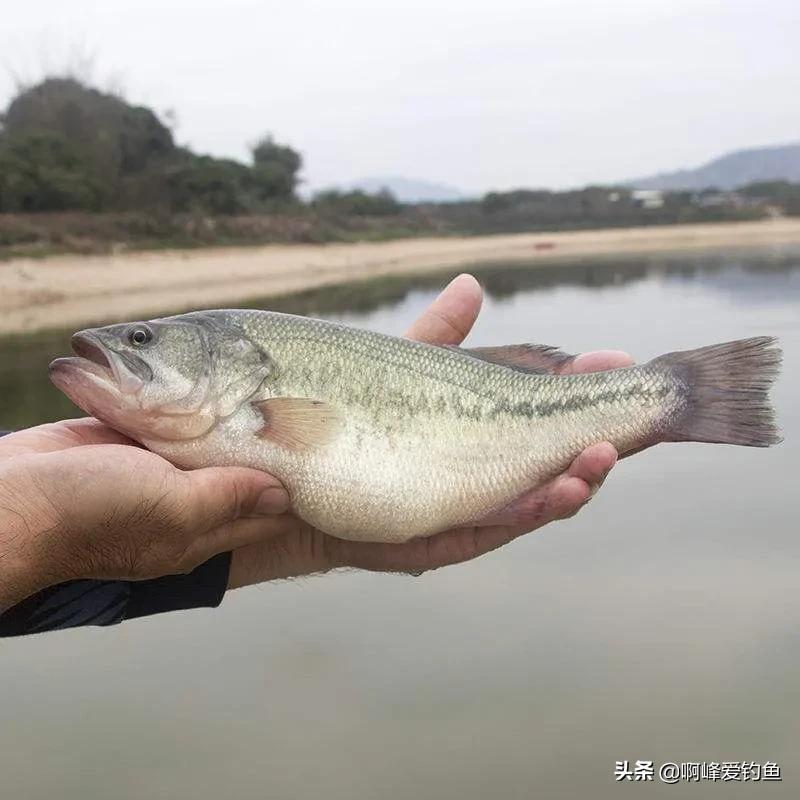 加州鲈鱼成品鱼价格_加州鲈鱼多少钱一斤2020_致富经加州鲈鱼