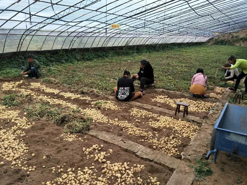 乡村 养殖 致富 鸡_农村创业项目致富养鸡_致富经农村养土鸡视频