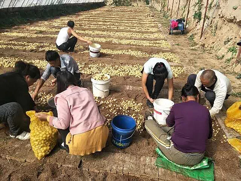 乡村 养殖 致富 鸡_农村创业项目致富养鸡_致富经农村养土鸡视频