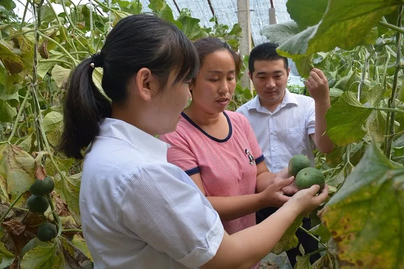 乡村 养殖 致富 鸡_农村创业项目致富养鸡_致富经农村养土鸡视频