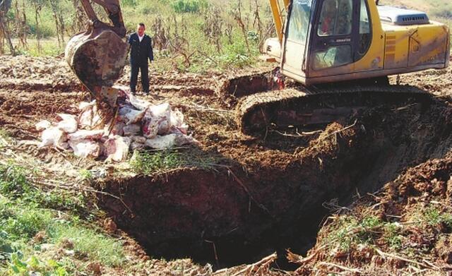 养猪场的病死猪都去了哪里？本文为您揭开真相