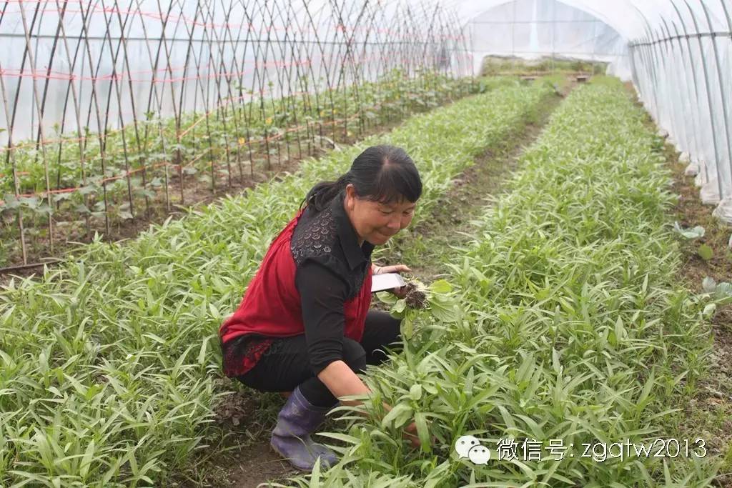 致富经刀鱼_致富经刀豆_致富经豆芽