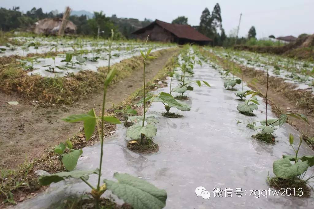 致富经刀豆_致富经刀鱼_致富经豆芽