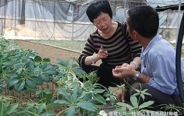 致富经豆芽_致富经刀豆_致富经刀鱼