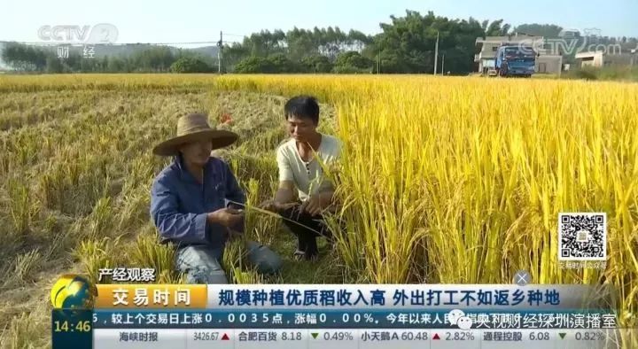 水稻扶贫_高清利用水稻种植脱贫致富_贫困户种植水稻补贴