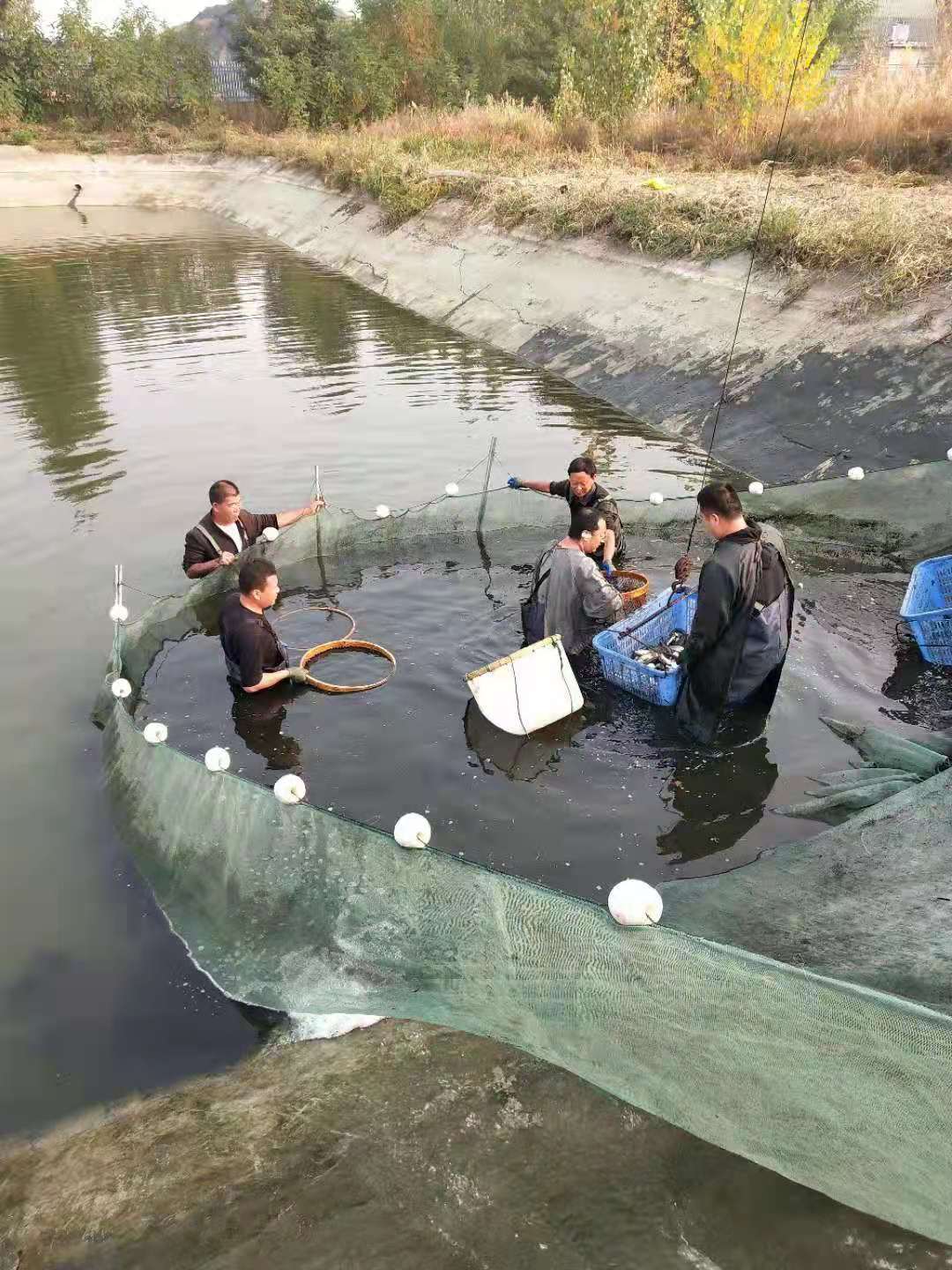 加州鲈鱼游进河北邢台百姓餐桌背后的