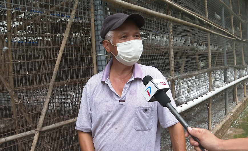 养鸽子致富视频全集_致富鸽子养土农村可以养吗_农村养土鸽子致富经