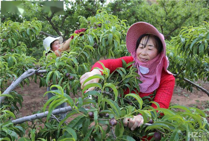 全国劳动模范吕琼芬：带头种植水果，引领群众勤劳致富