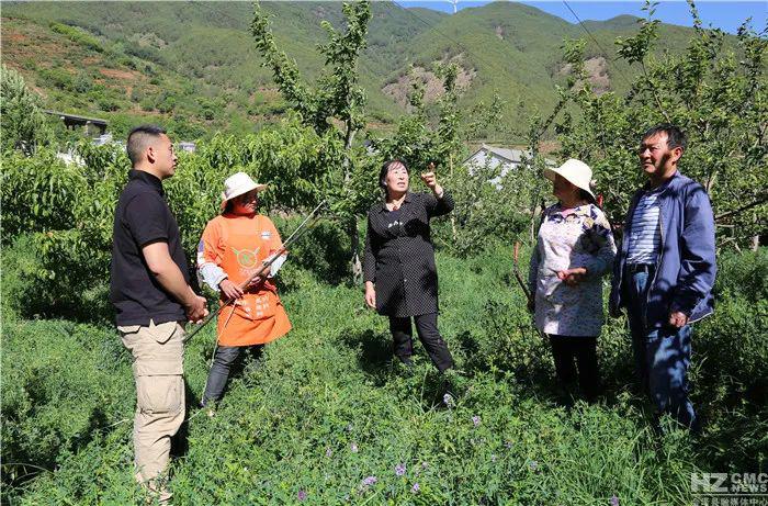 苹果种植致富项目_致富种植苹果项目介绍_种植苹果赚钱吗