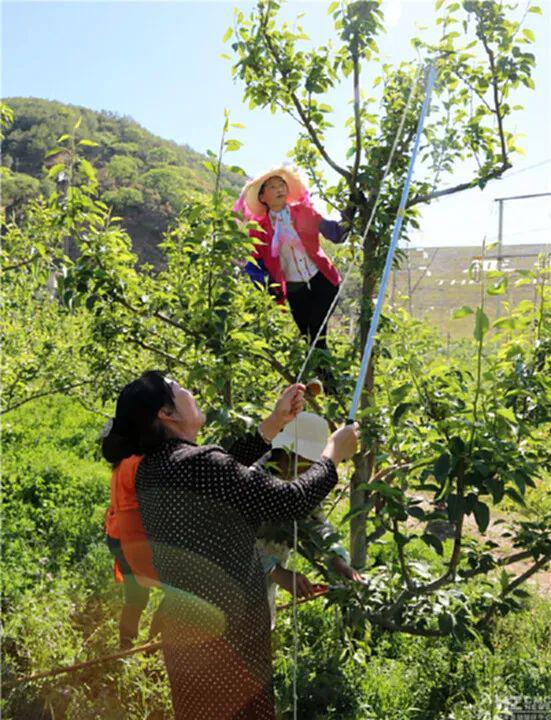 致富种植苹果项目介绍_苹果种植致富项目_种植苹果赚钱吗