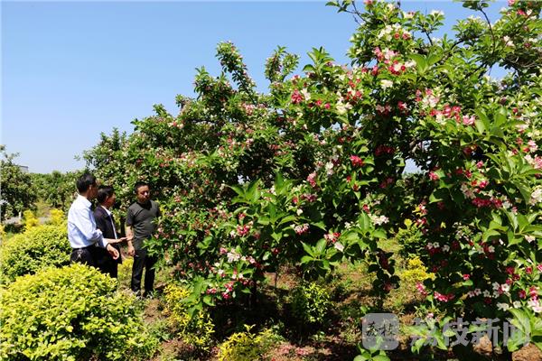 神奇！满树花儿会“变脸”  句容300多亩五彩锦带花开缤纷如“彩球”（视频）