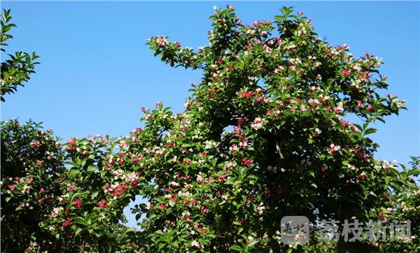 五彩锦带种植技术_五彩锦带种子种植_五彩锦带树种植技术