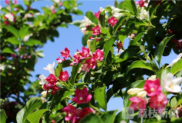 五彩锦带树种植技术_五彩锦带种植技术_五彩锦带种子种植