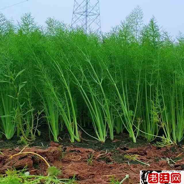 室内种植致富，室内种植致富项目？