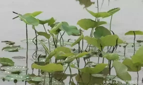 致富种植莲蓬视频_种植莲蓬收入怎么样_致富经种植莲蓬