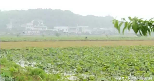 致富经种植莲蓬_种植莲蓬收入怎么样_致富种植莲蓬视频