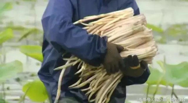 种植莲蓬收入怎么样_致富种植莲蓬视频_致富经种植莲蓬