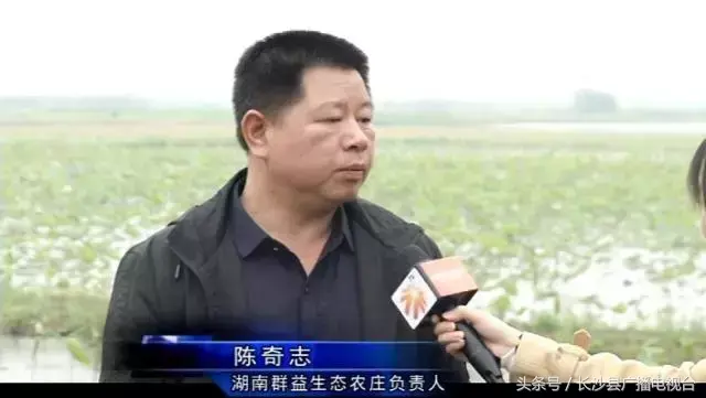 种植莲蓬收入怎么样_致富经种植莲蓬_致富种植莲蓬视频