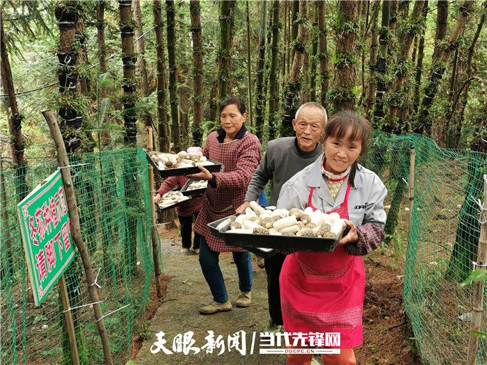 致富经农场_林下经济 致富经_致富经种植项目